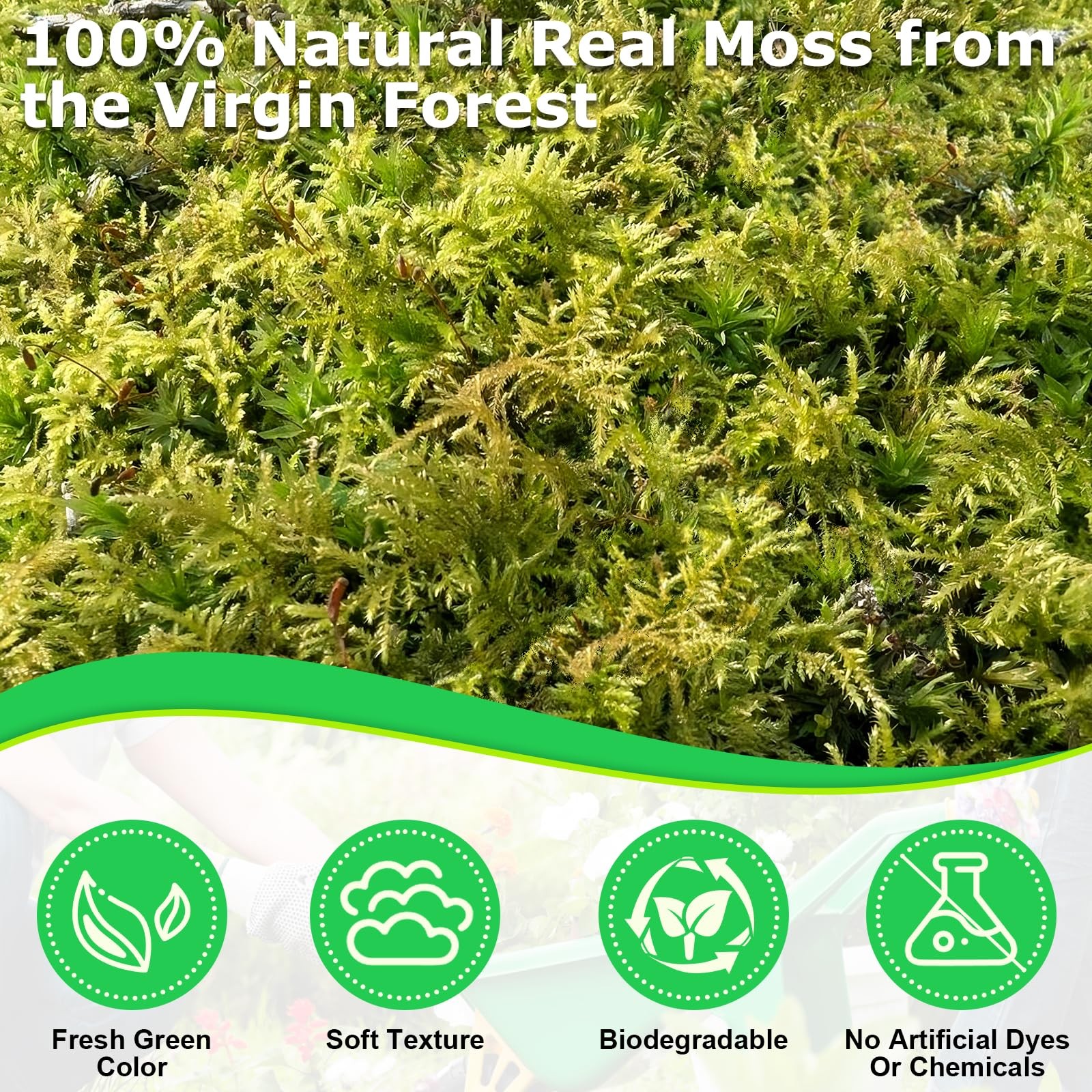 2.6 LBS Green Moss Crafts Real Forest Indoor Table Centerpiece Fairy Garden