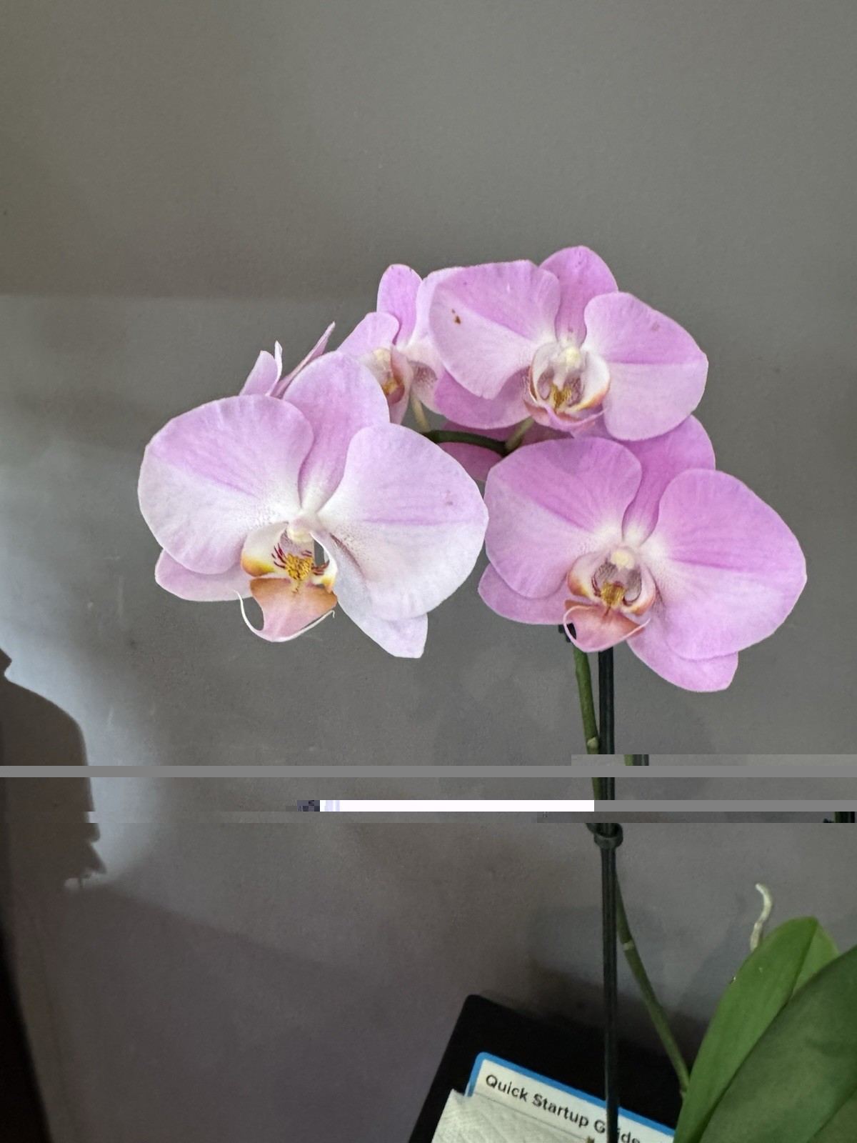 Beautiful phalaenopsis orchid plant In Full Bloom