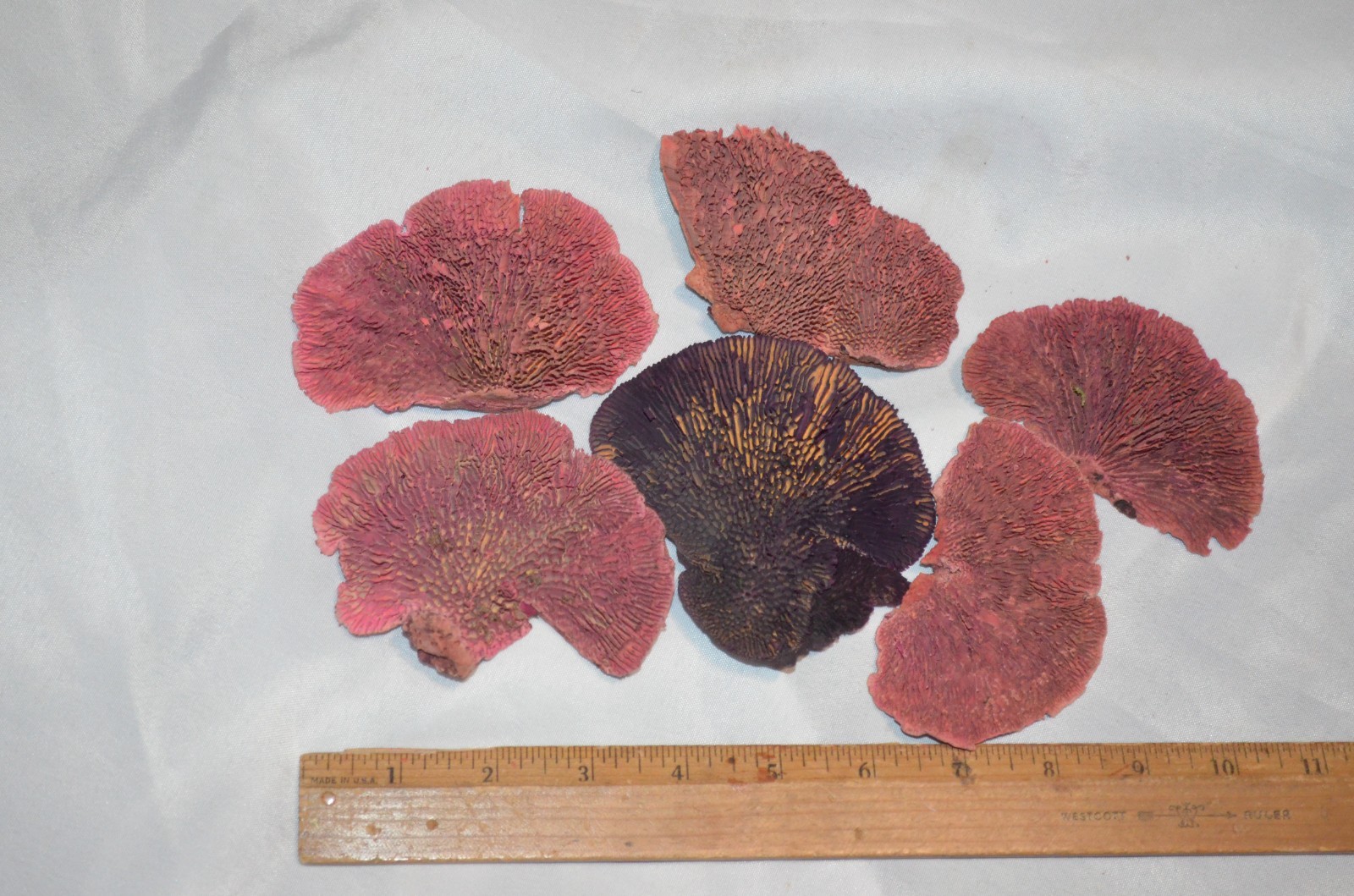 Floral Arrangement Crafts Lot of 6 Real Preserved Mushroom Pieces