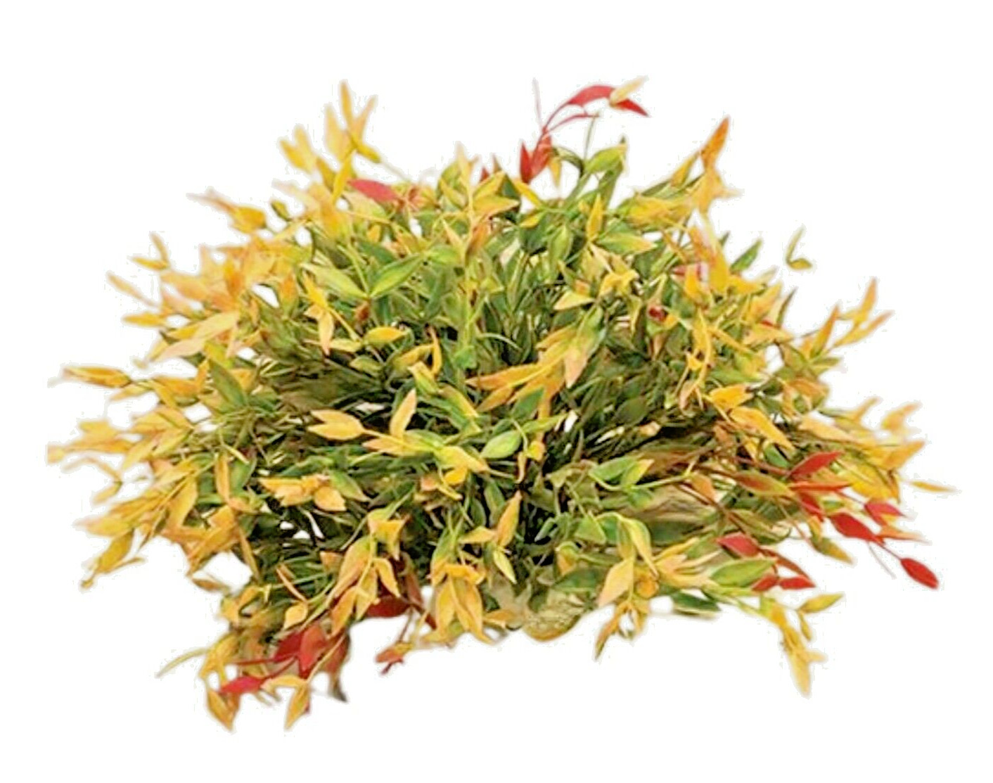 FALL Velvet Ash 1/2 Sphere Gold Greenery Faux Artificial Flower Plant~Red Green