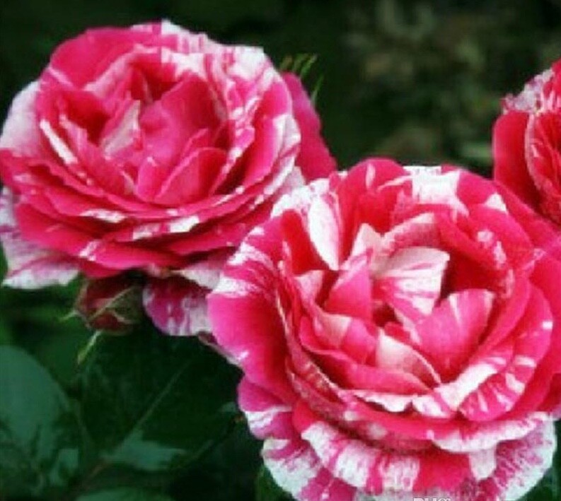 10 ROSE TIGER STRIPE SEEDS rare hybrid dragon flower garden USA SELLER W/TRACK