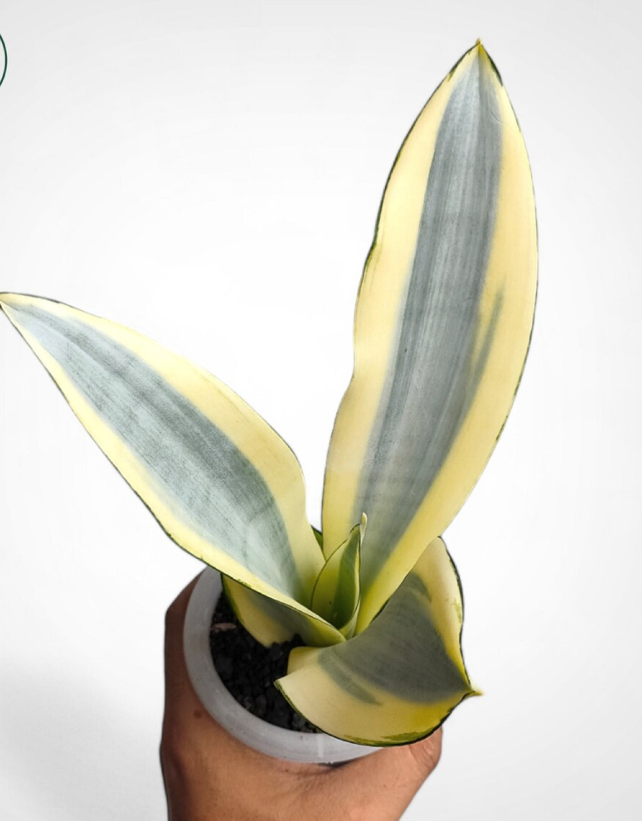 Sansevieria Moonshine Splash Rare Uniqe Snake Plant