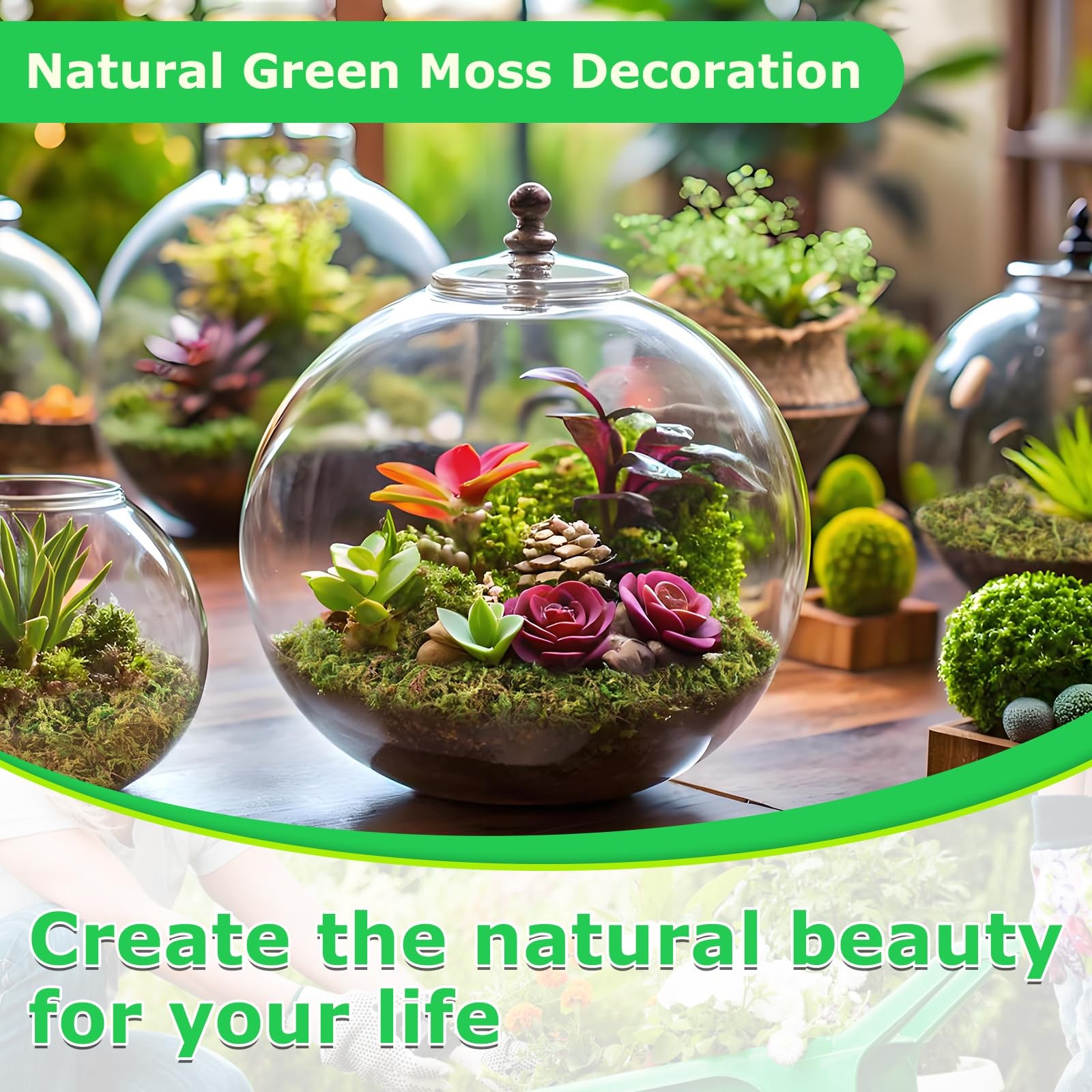 2.6 LBS Green Moss Crafts Real Forest Indoor Table Centerpiece Fairy Garden