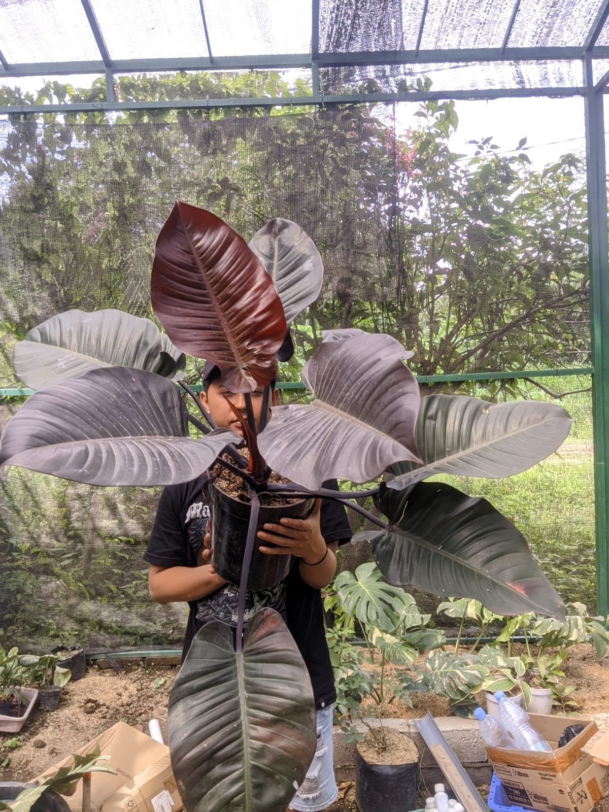 Philodendron Black Cardinal Very Beauty Super Big Size Real Picture