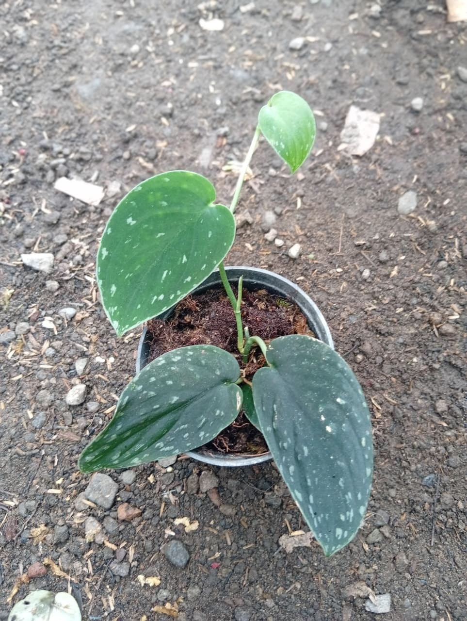 Real Picture Scindapsus Silver Dark Form Rare Plant