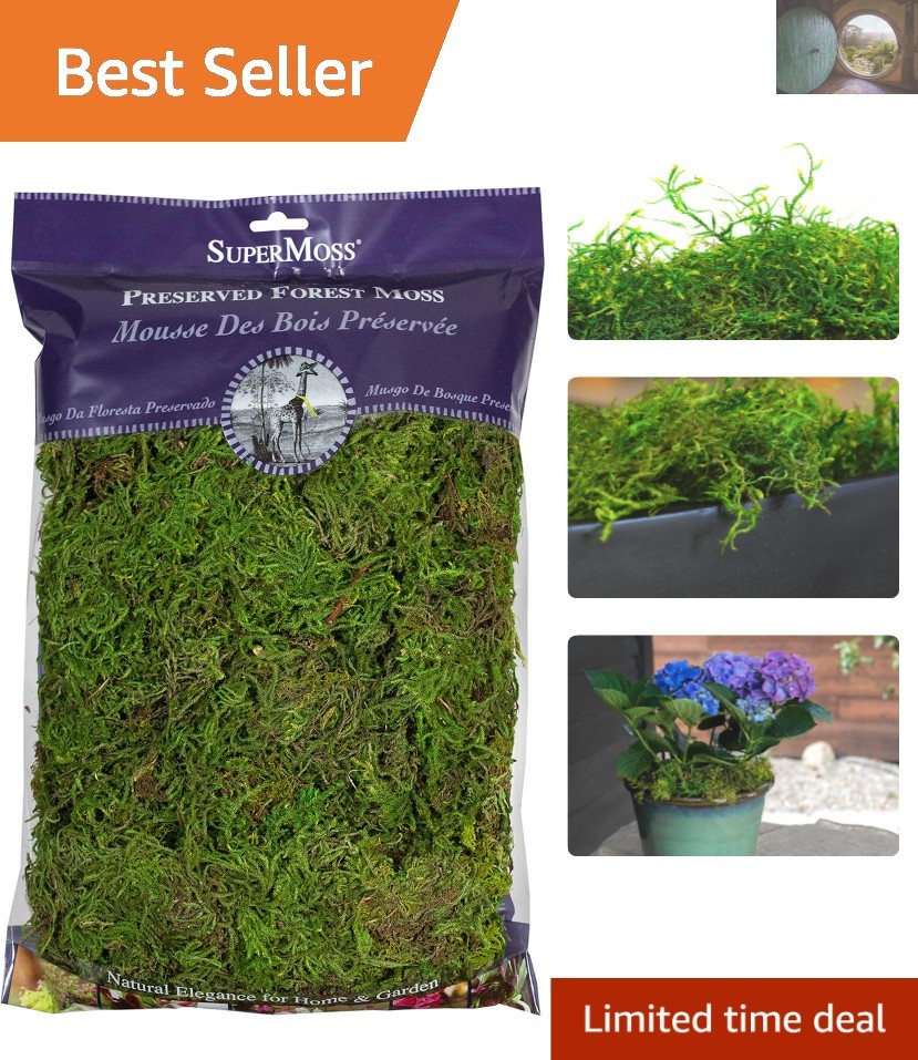 Versatile 8oz Fresh Green Preserved Moss – Ideal for Floral Designs & Events