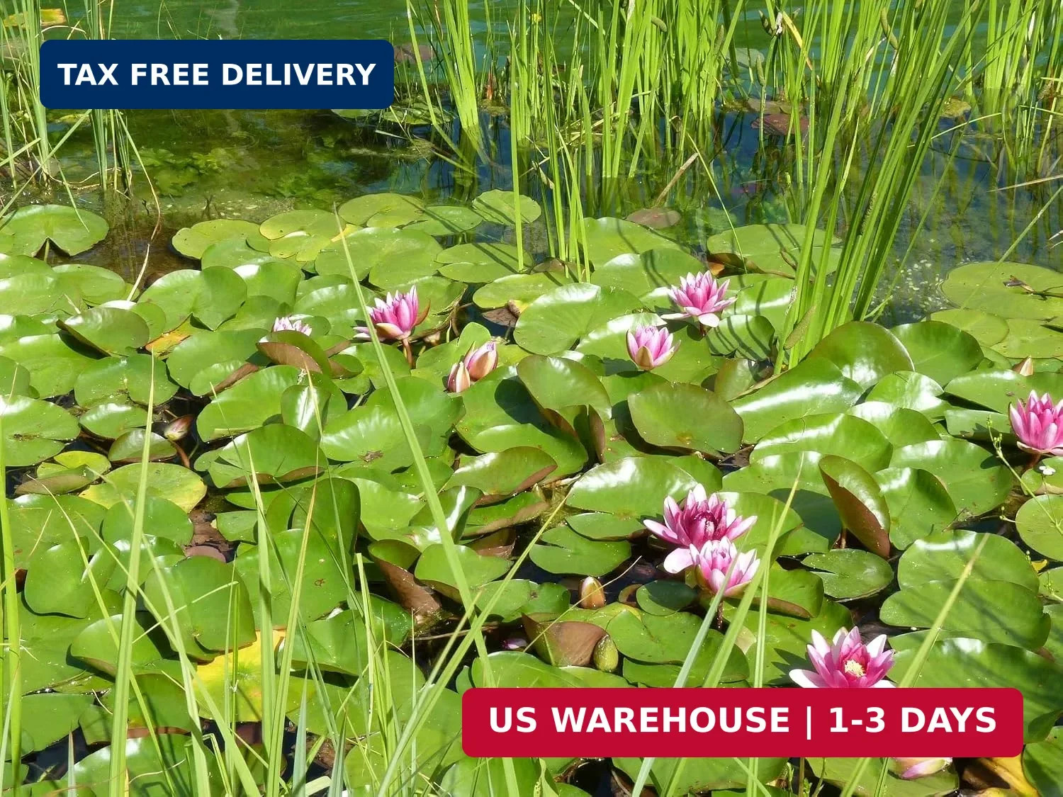 60PCS Premium Lotus Seeds for Planting in Water – Mixed Color Bowl Flower for Po