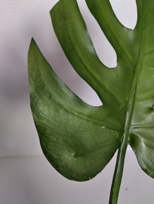 SALE!!! 23″ MONSTERA LEAF Floral Foliage PSL1005 GR