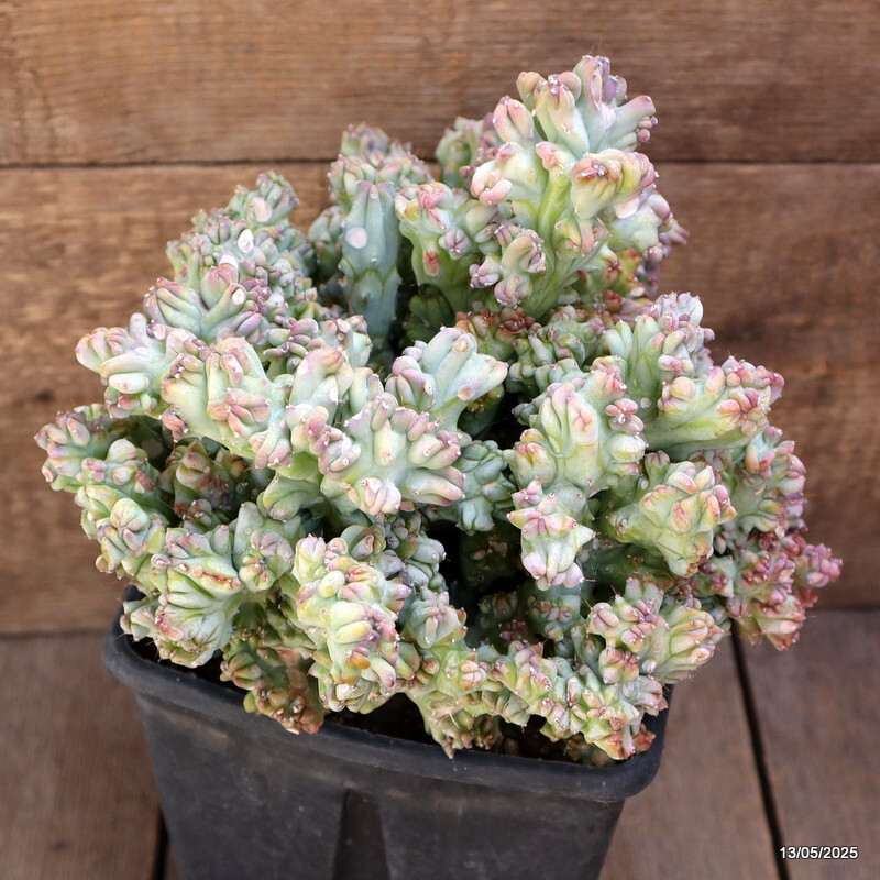 D4093 MYRTILLOCACTUS GEOMETRIZANS STRICTUS pot15-H20-W24 cm MaMa Cactus