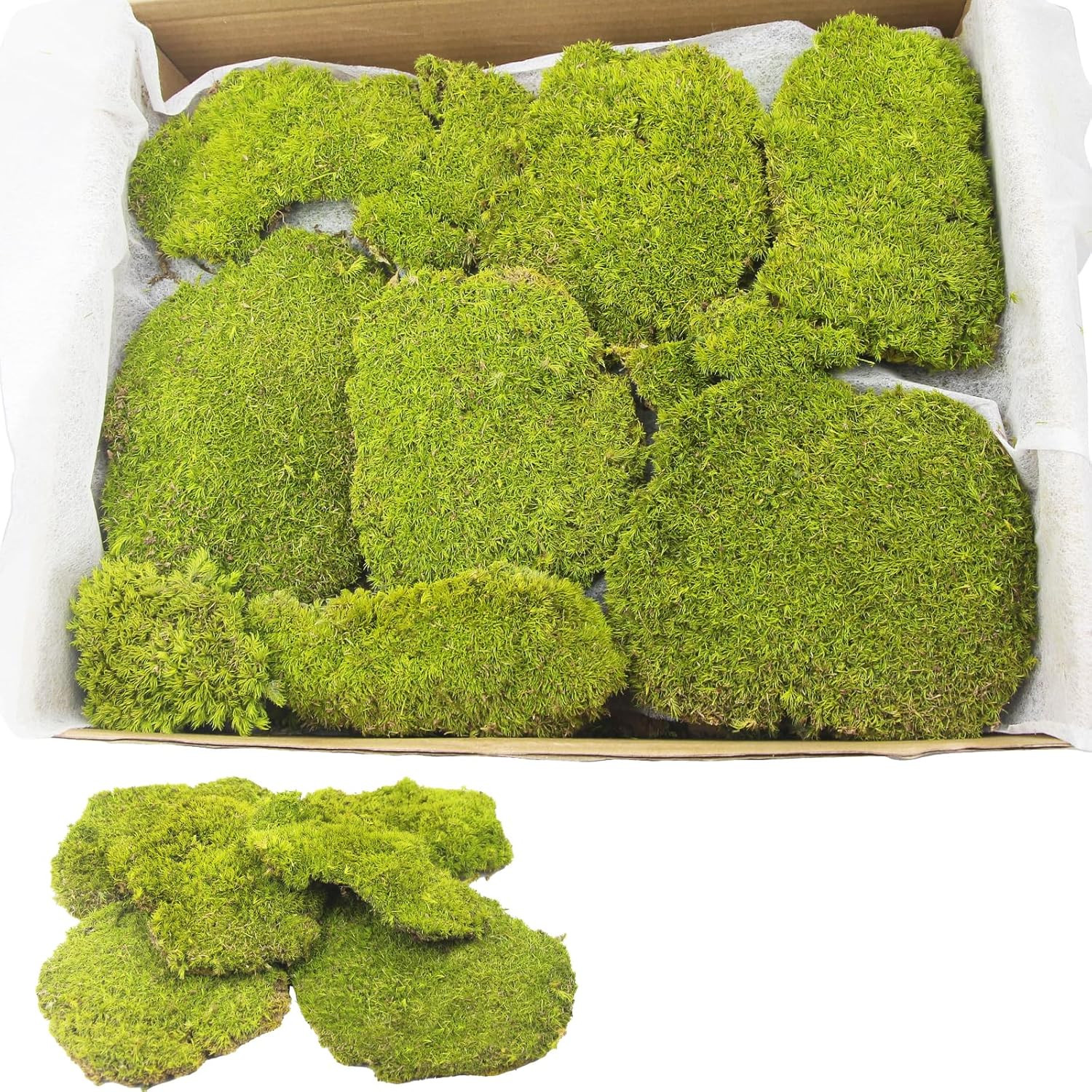 Preserved Pillow Moss Bulk Green Moss Balls for Bowls 2.5 Sq.Ft Natural Preserve
