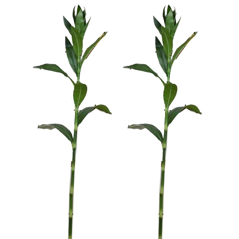 36 Inches Lucky Artificial Branches Faux Sticks Tropical Greenery Plants for …