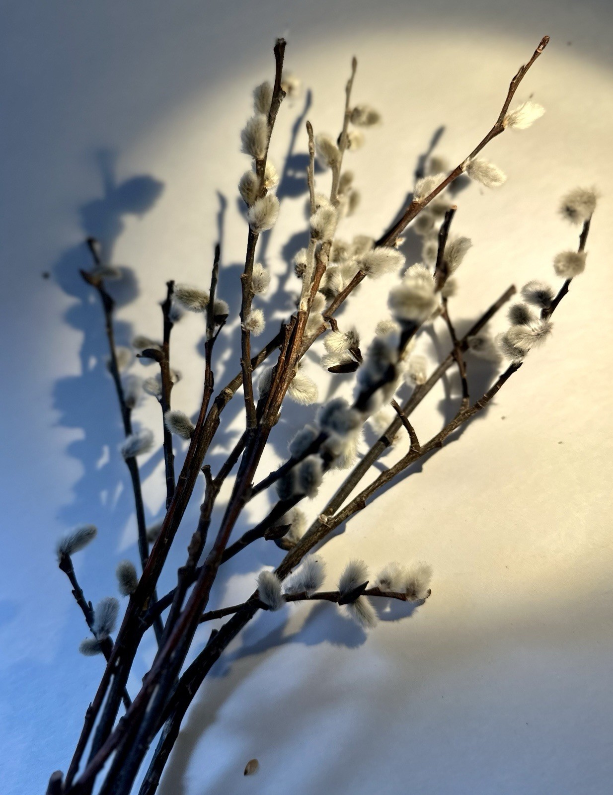Real dried Pussy Willow Spring Flowers length 12-16” – 6 Stems Natural decor