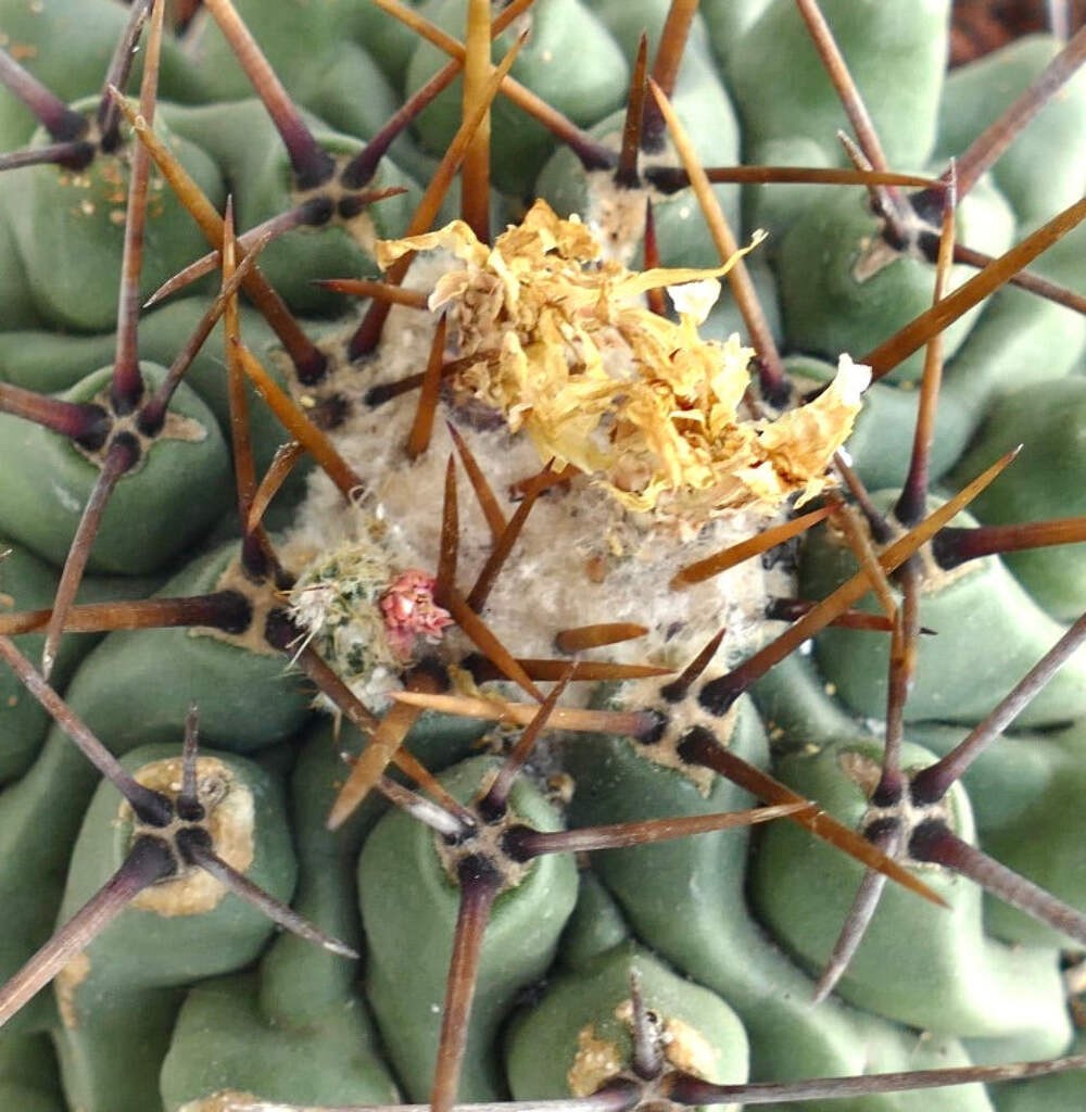 Thelocactus rinconensis OLD PLANT – Rincon cactus | Thelocactus