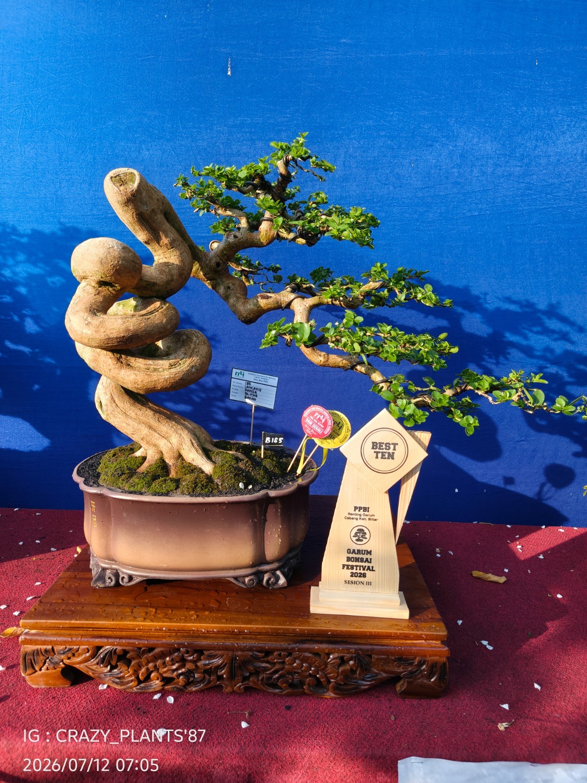 REAL PICT – Premna Microphylla Bonsai Tree – Big Size -RARE EXCLUSIVE EXHIBITION
