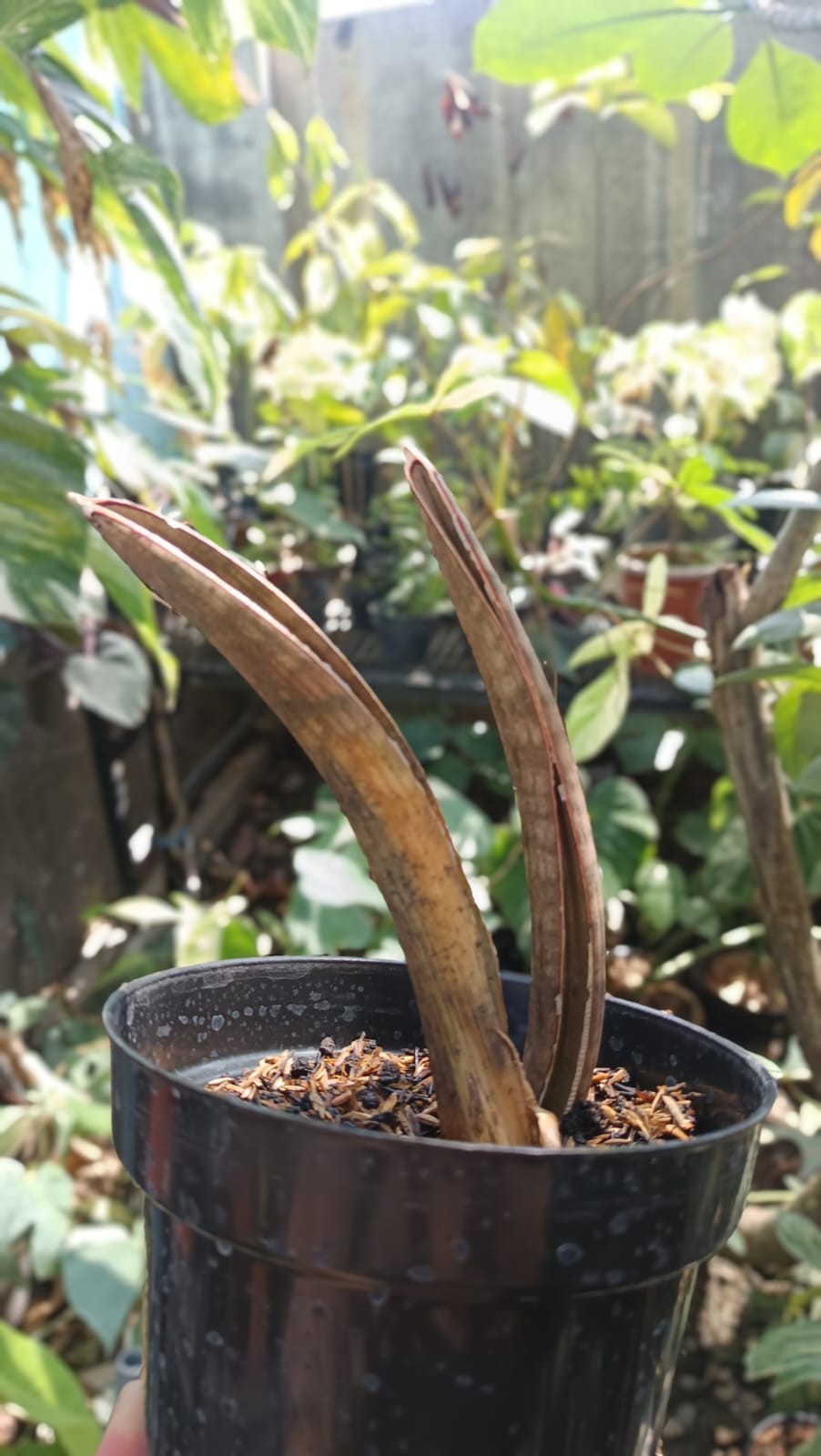 Real Picture Sansevieria Hallii Mocha Bat 2 Leaves Rare Snake Plant