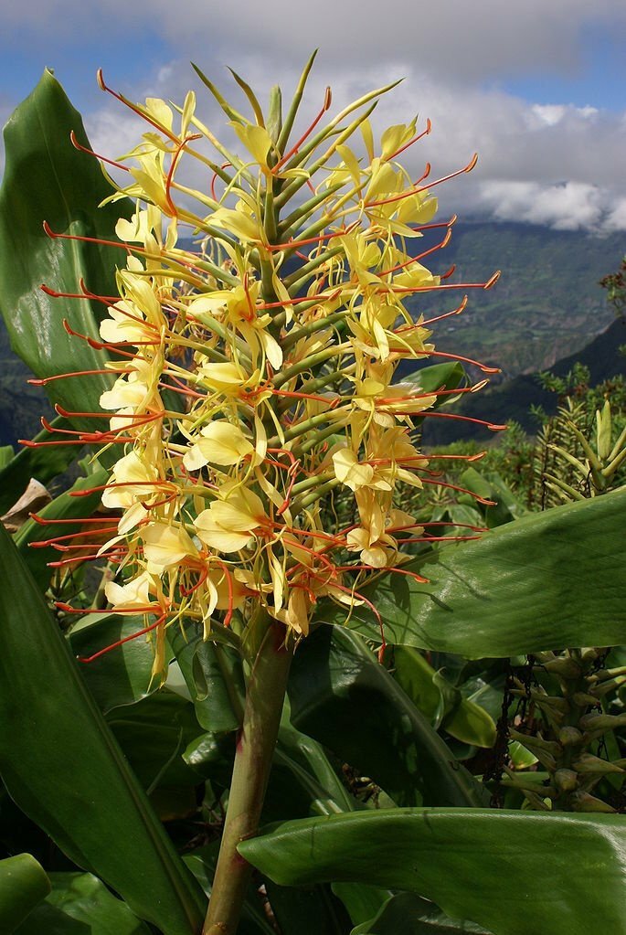 2 HAWAIIAN TROPICAL KAHILI YELLOW GINGER PLANT ROOTS – Fragrant Easy to Grow