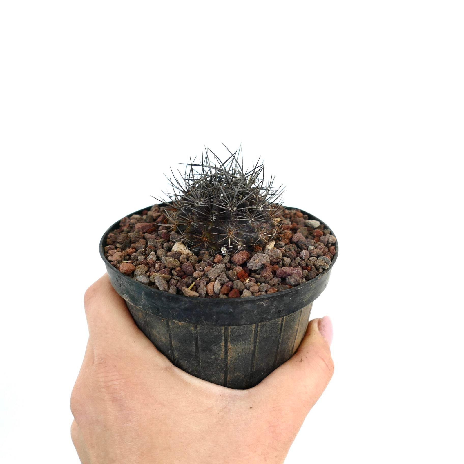Neoporteria confinis VERY SPINY – Chilean cactus | Neoporteria