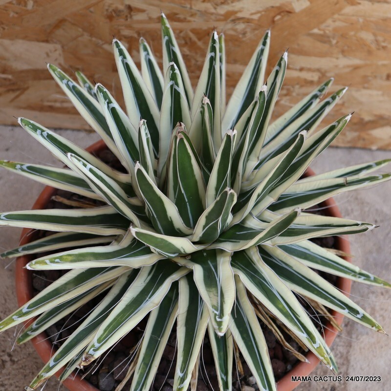 D2029 AGAVE REGINAE VICTORIAE WHITE RHINO VERY OLD pot35-H27-W41 cm MaMa Cactus