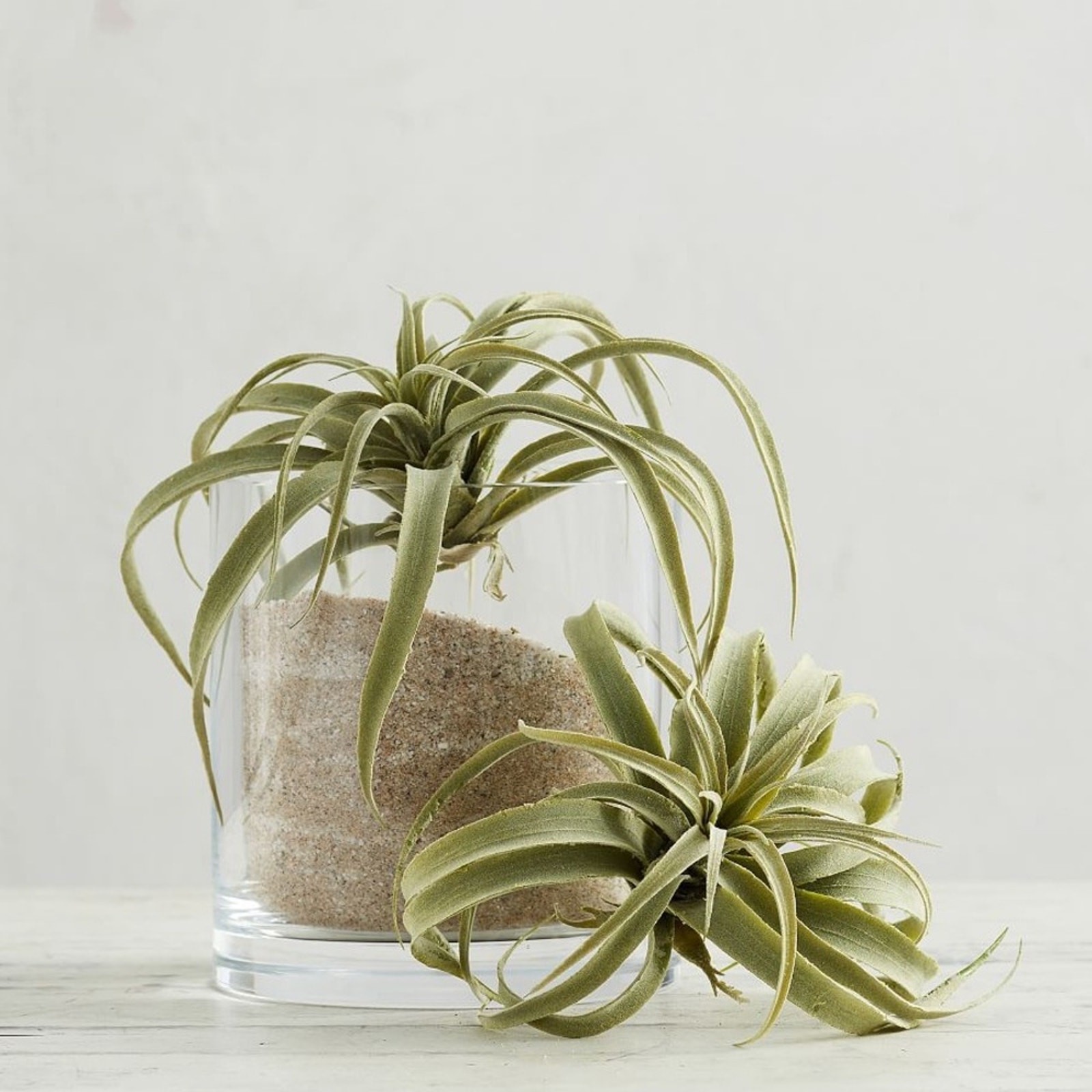 NEW POTTERY BARN Soft Mint Green Faux Air Plant Tillandsia Table Decor Display