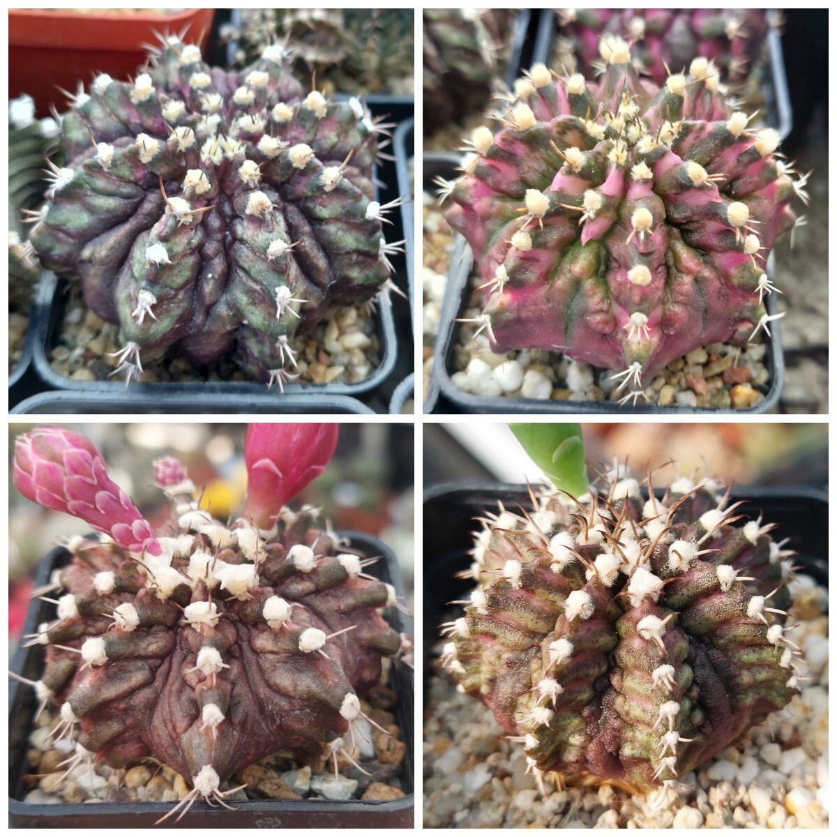 Gymnocalycium mihanovichii ‘T-Rex’ hybrid mix 100seeds harvest 2025