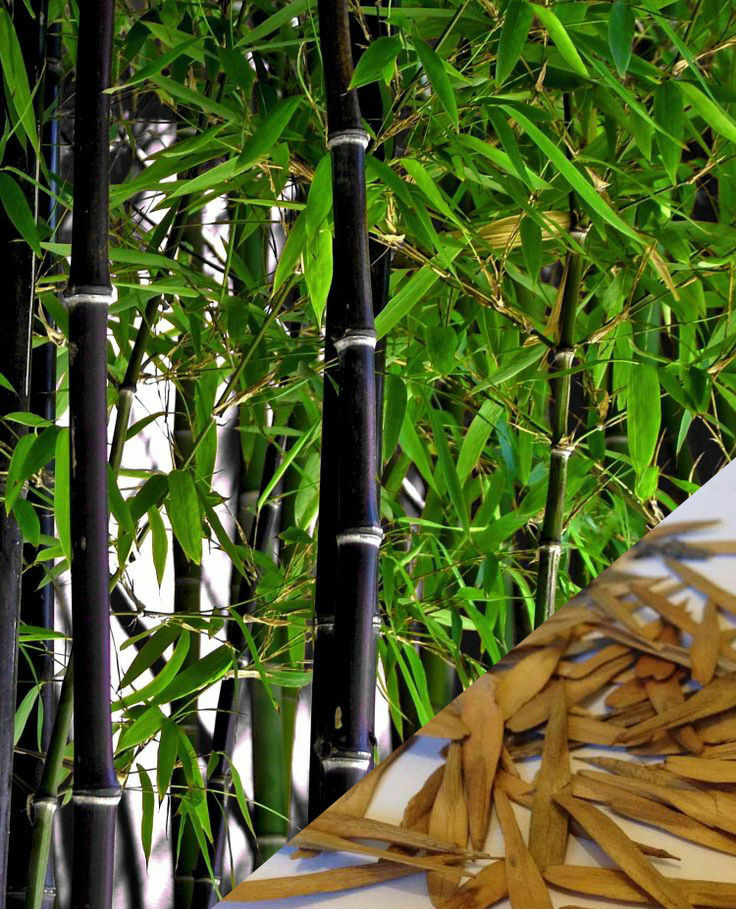 100 BLACK Bamboo Seeds – Phyllostachys nigra – Hardy Rare Plant