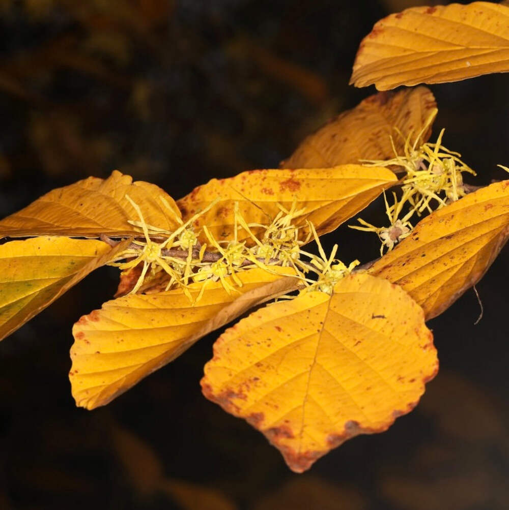 Hamamelis virginiana – American witch-hazel | Common witch-hazel