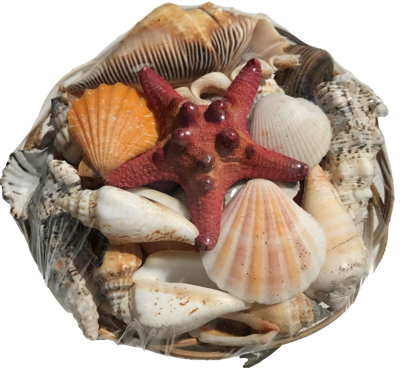 Pacific Authentic Seashells in Basket – Home Office Spa Decoration Assorted