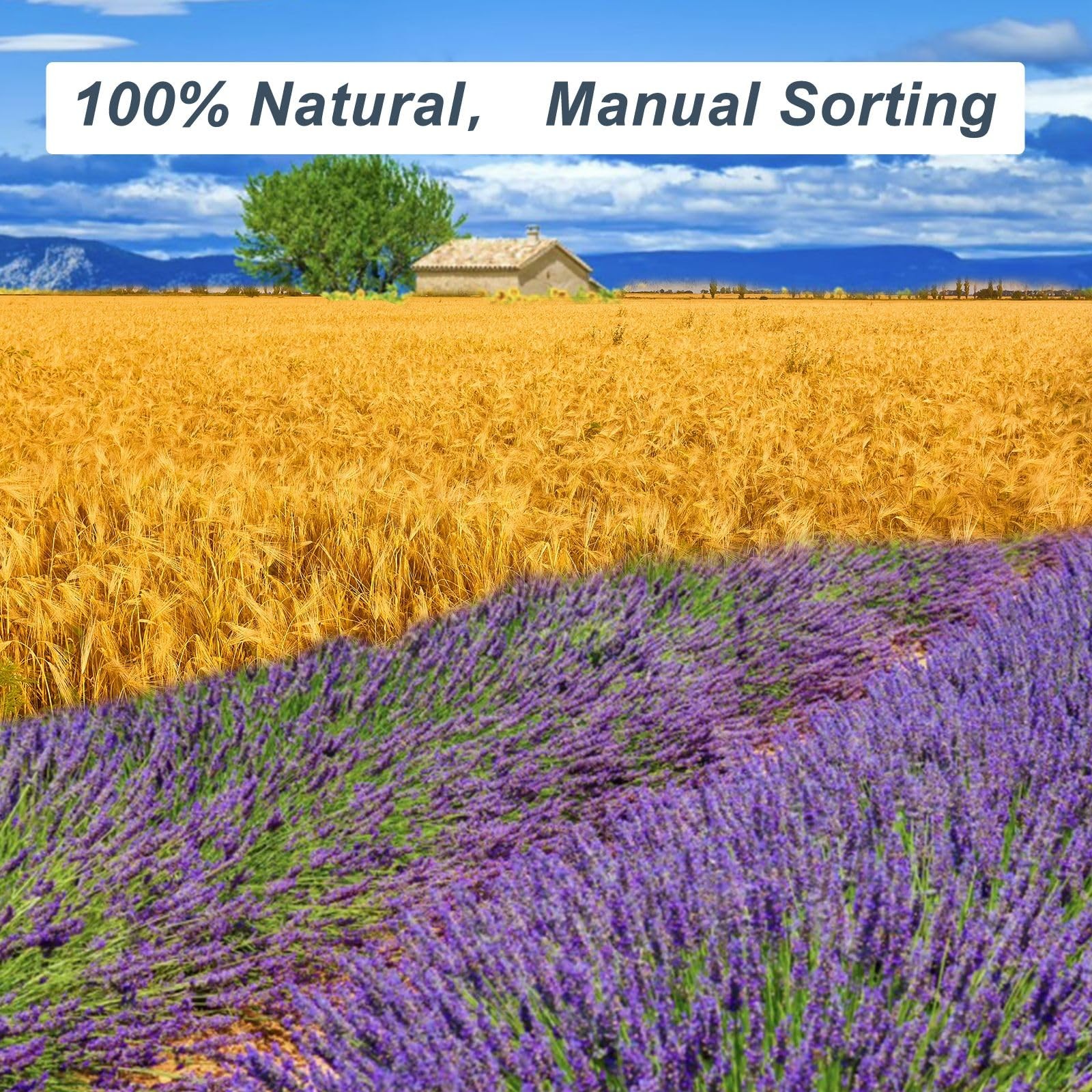 Dried Lavender & Wheat Flowers Bundle – 17” Real Fresh Preserved Lavender Fl…