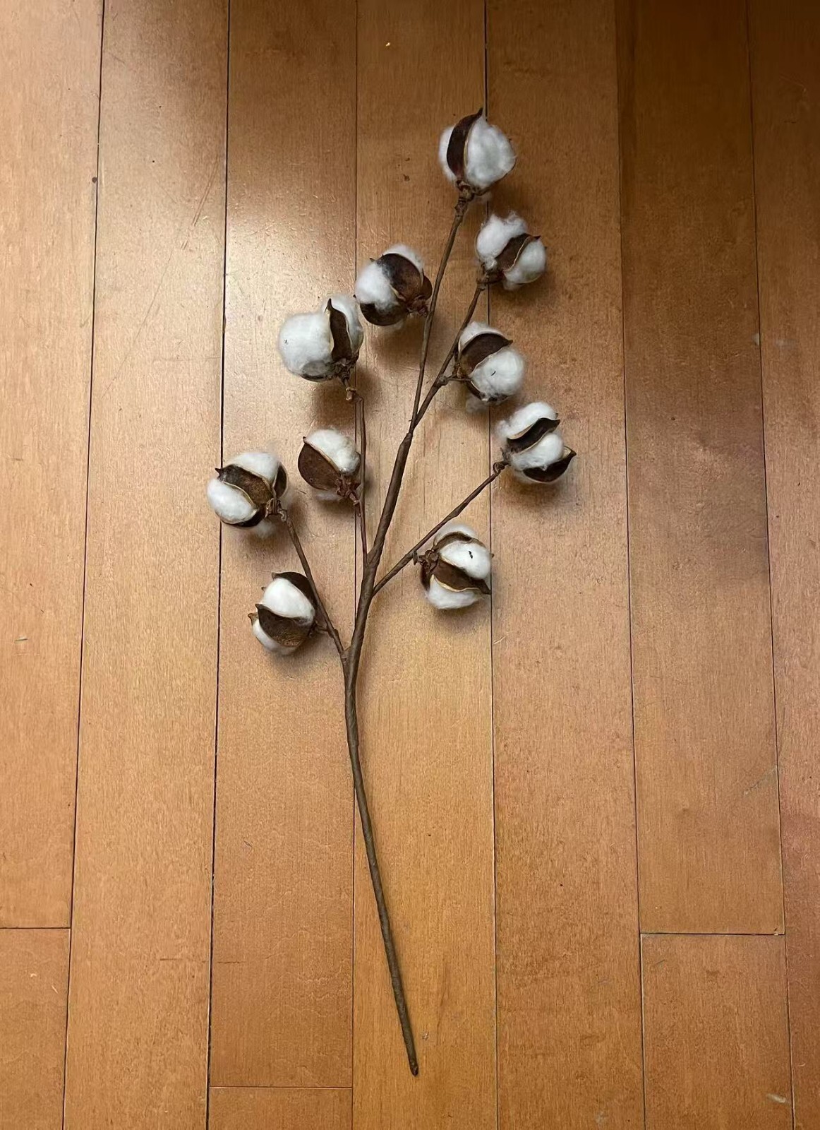 Cotton Stems Natural Dried Cotton Flower 6 Packs Total 60 Bolls Cotton Sprig