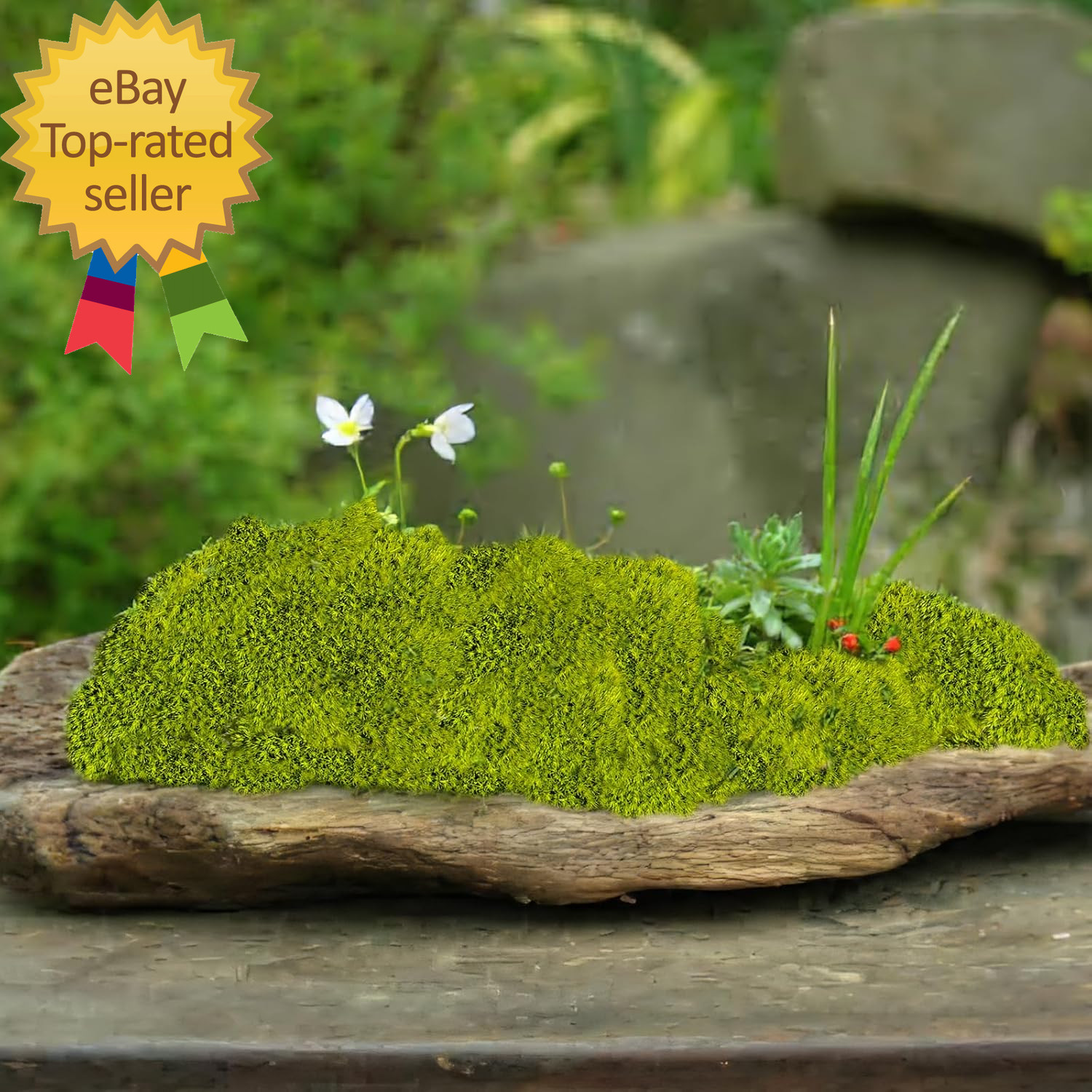 Preserved Pillow Moss Bulk Green Moss Balls for Bowls 2.5 Sq.Ft Natural