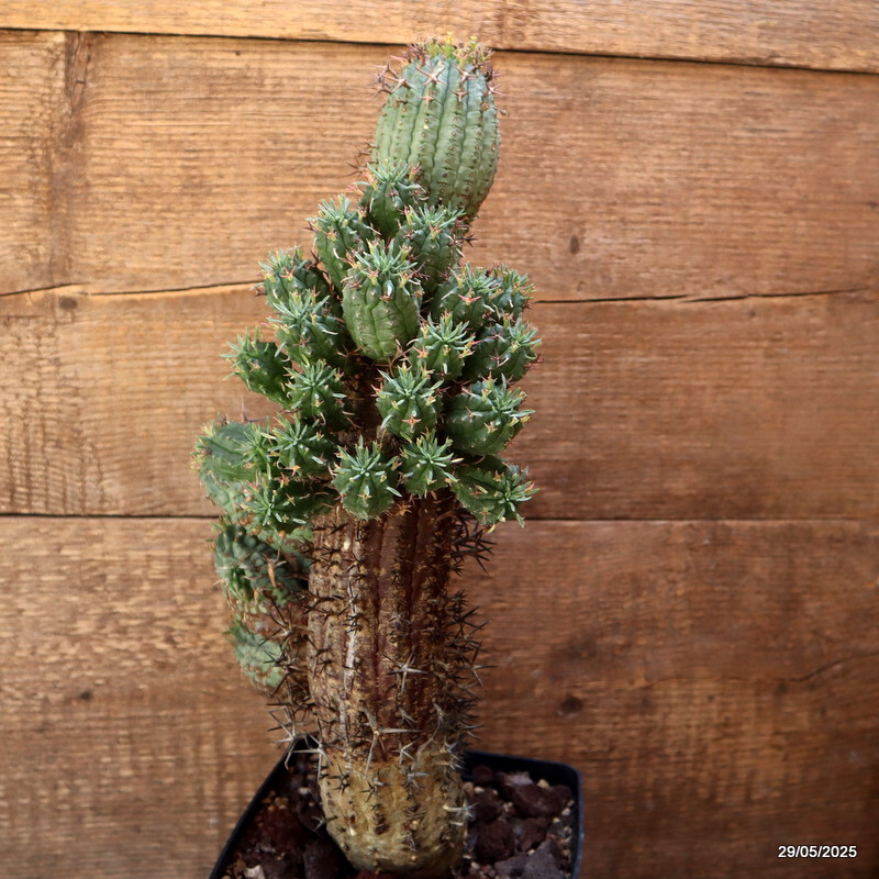 D2673 EUPHORBIA STELLISPINA OLD pot14-H33-W15 cm MaMa Cactus