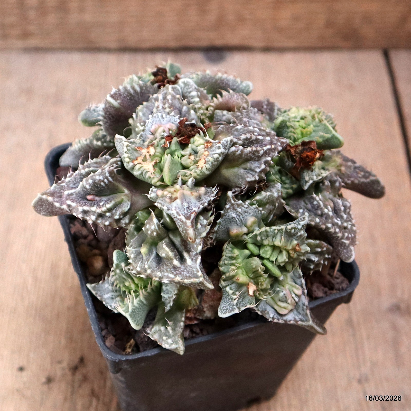 D8070 FAUCARIA TIGRINA MONSTER pot9-H7-W13 cm MaMa Cactus