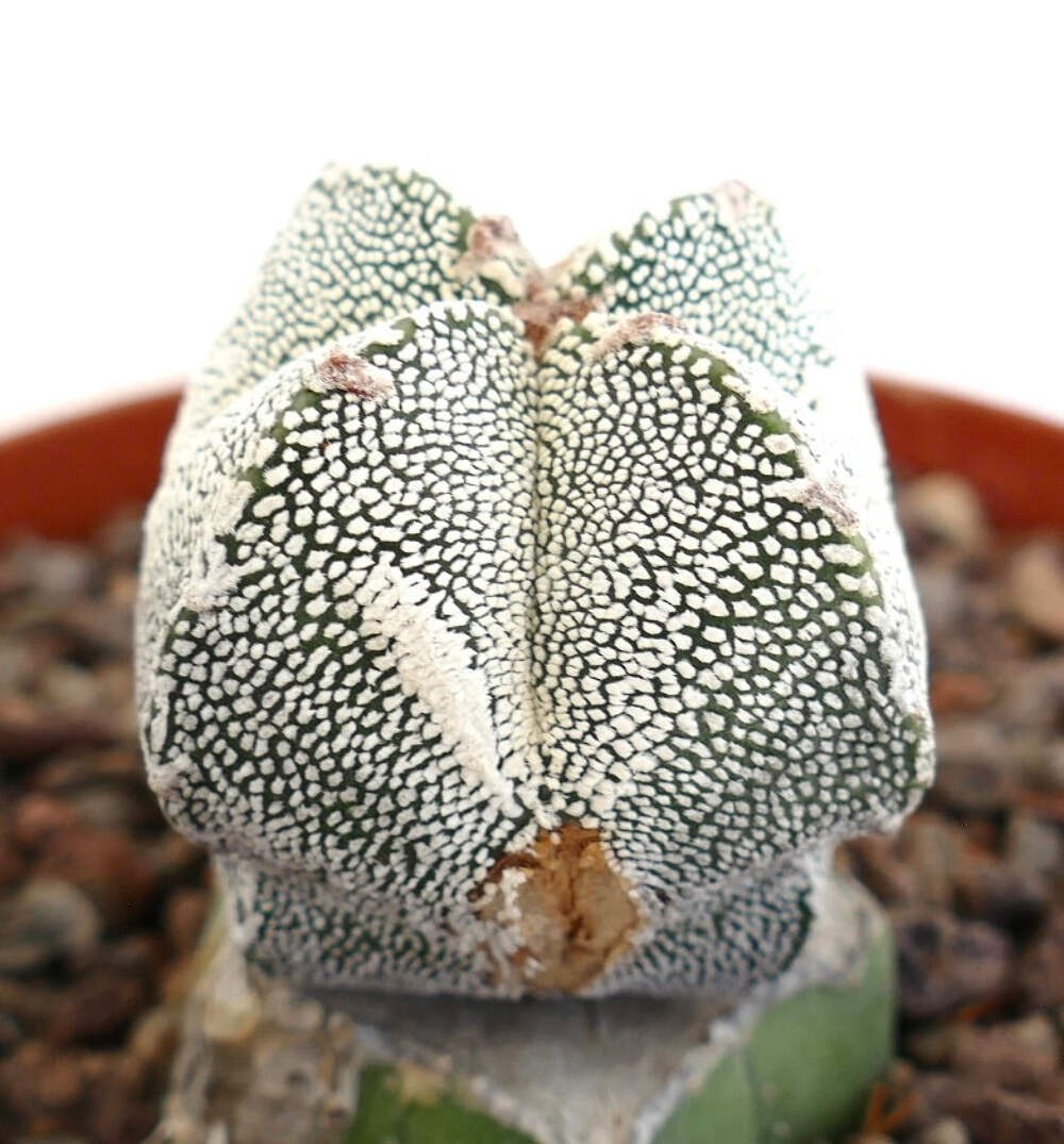 Astrophytum cv ONZUKA x HAKUUN (grafted) HA029 – Bishop’s cap | Star cactus