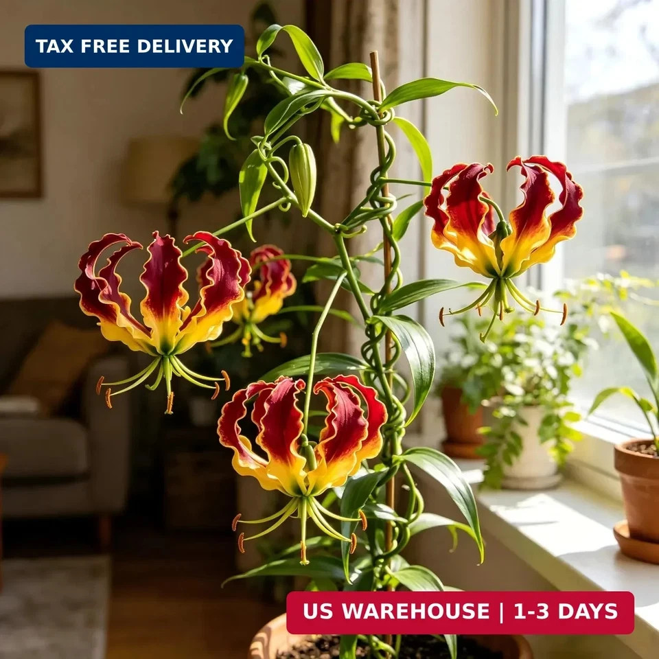 30+ Flame Lily Seeds for Planting, Gloriosa superba Glory Lily Climbing Vine wit