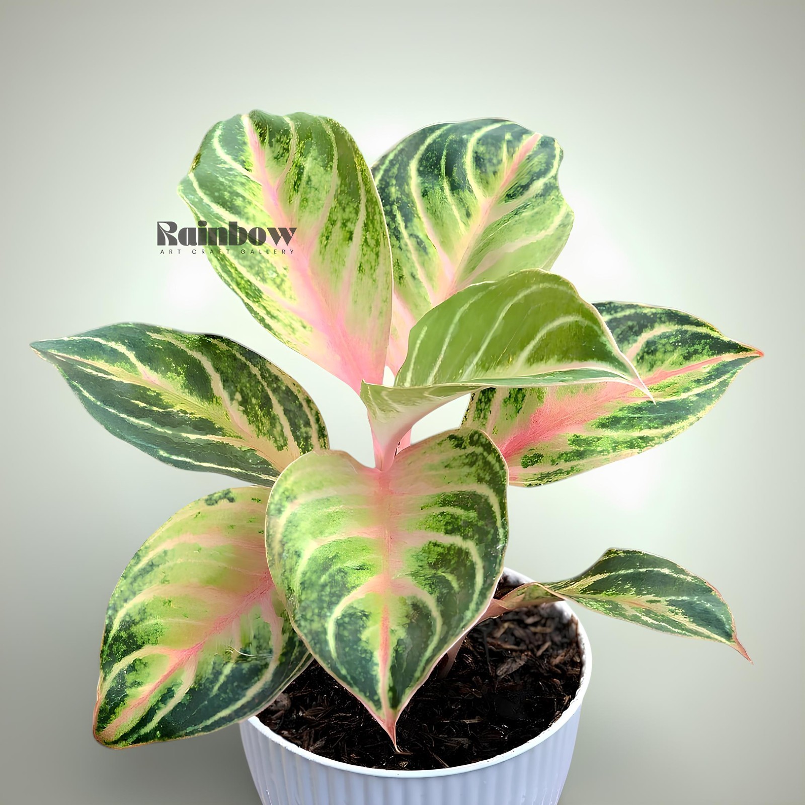 Aglaonema Cinta Beatiful Ornamental Plant