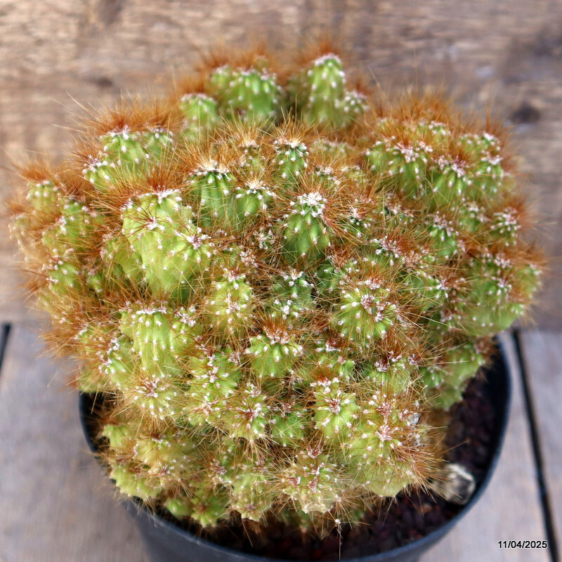 A5139 CEREUS PERUVIANUS MONSTER pot14-H15-W17 cm MaMa Cactus