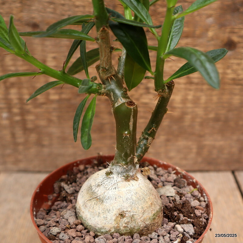 D4341 PACHYPODIUM BISPINOSUM pot10,5-H15-W7 cm MaMa Cactus