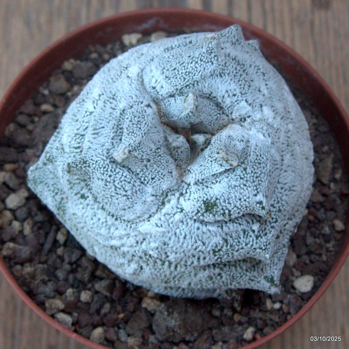 D6880 ASTROPHYTUM COAHUILENSE HAKURAN KIKKO pot10-H8-W7,5 cm MaMa Cac