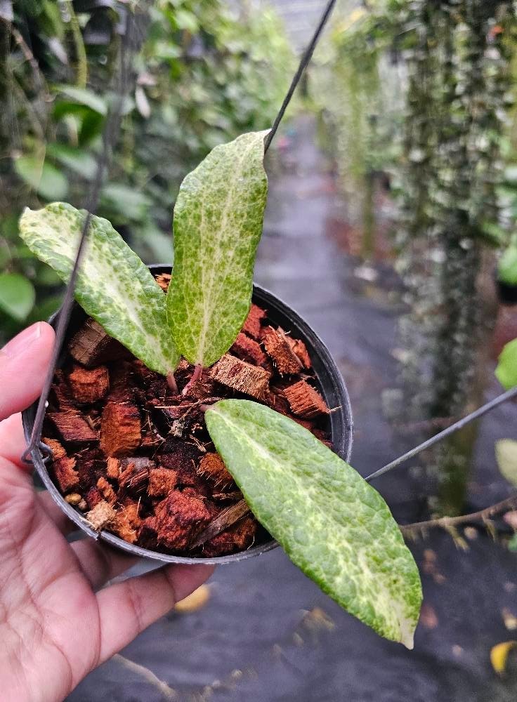 Hoya Crocodile Rare Tropical Indor Outdor Wax Plant Price $1600