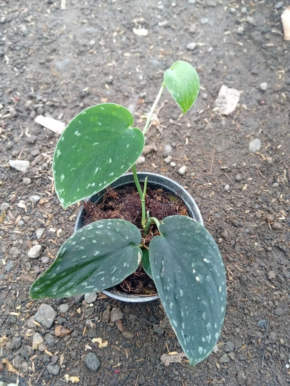 Real Picture Scindapsus Silver Dark Form Rare Plant