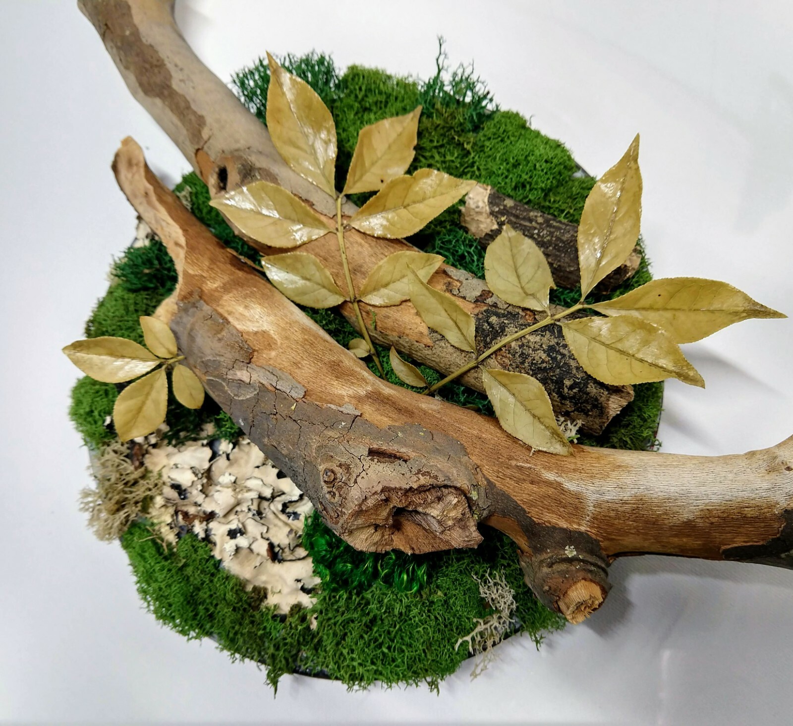 FREE SHIPPING preserved moss wall art with branches, mounted on cherry board 8″