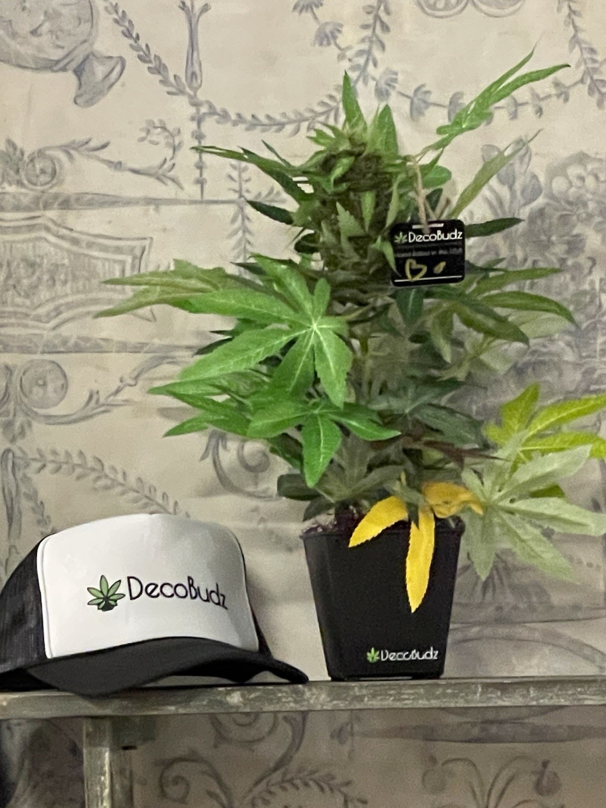 15” Faux Hemp Plant Decorative Cannabis Style Desk Decor