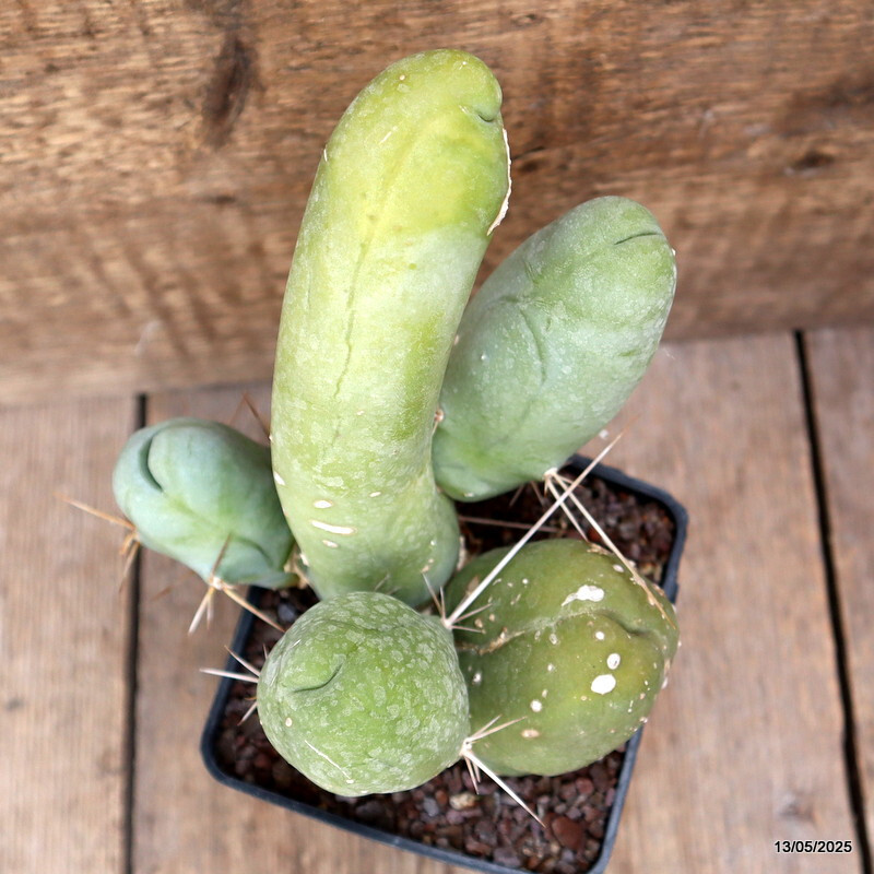 D4060 CEREUS BRIDGESII MONSTER pot10-H18-W14 cm MaMa Cactus