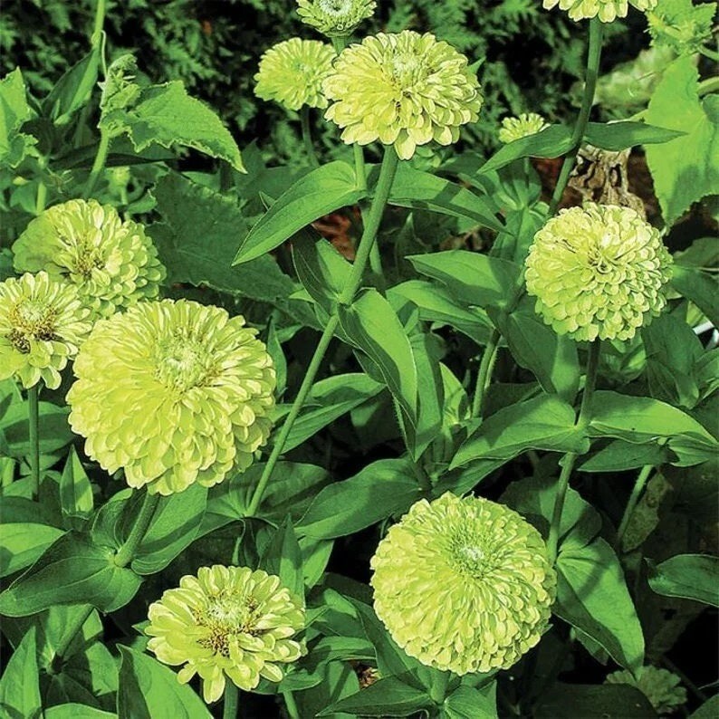 100 Pcs Cute Giant Zinnia Envy Green Flower Seeds