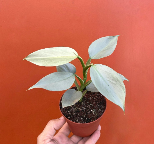 Silver Sword Philodendron in 4” Pot | Live House Plant Air Roots Multiple Nodes