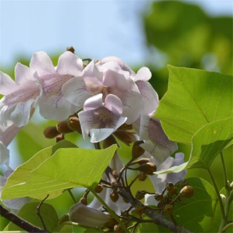 Paulownia Tomentosa – Paulonia – 100 fresh seeds