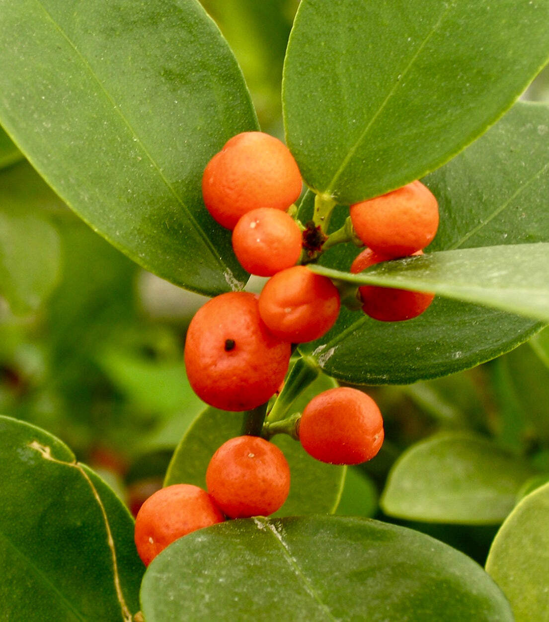 Citrus hindsii (Hong Kong KUMQUAT) – Hong Kong kumquat | Small-leaved kumquat