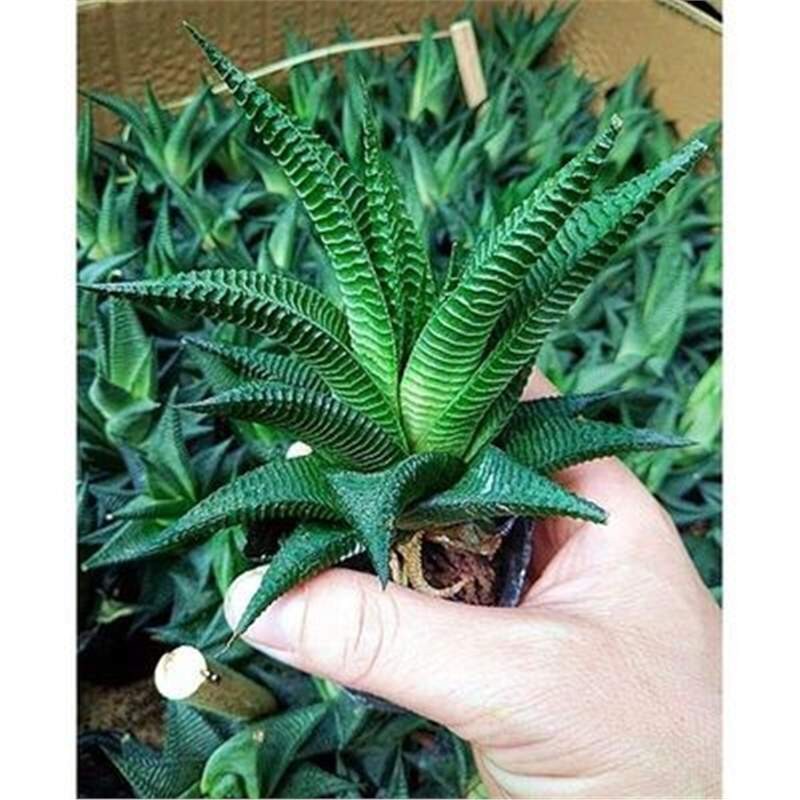 Succulent Plants Live House Plants for Office and Garden Decor The Glass Palace