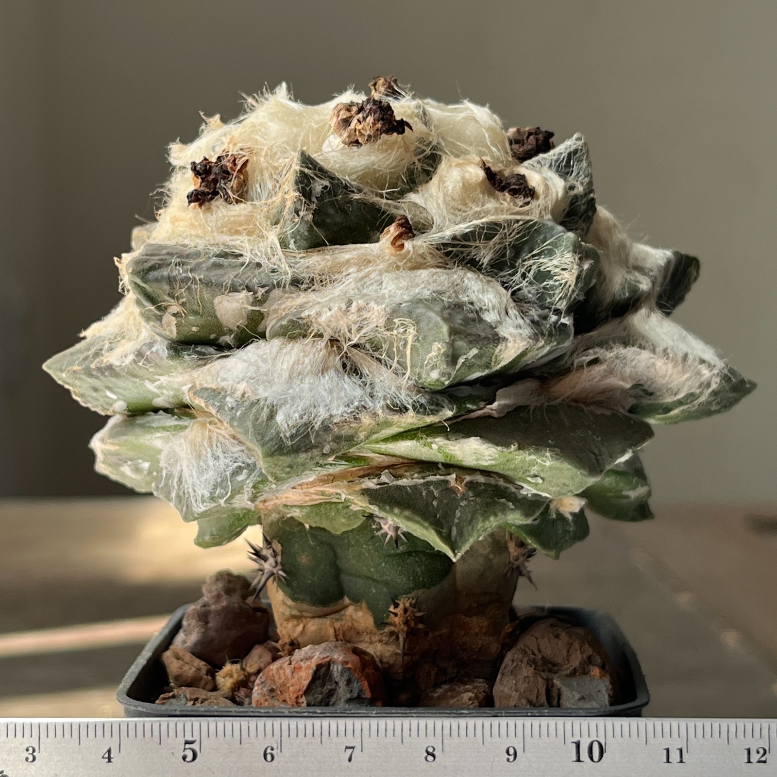 A53-974 Cactus multihybrid, grafted