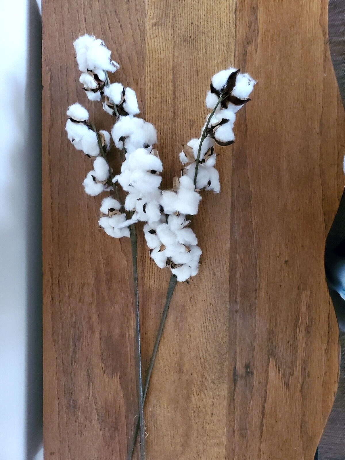 Lot of 2 Cotton Stems 27″ Long